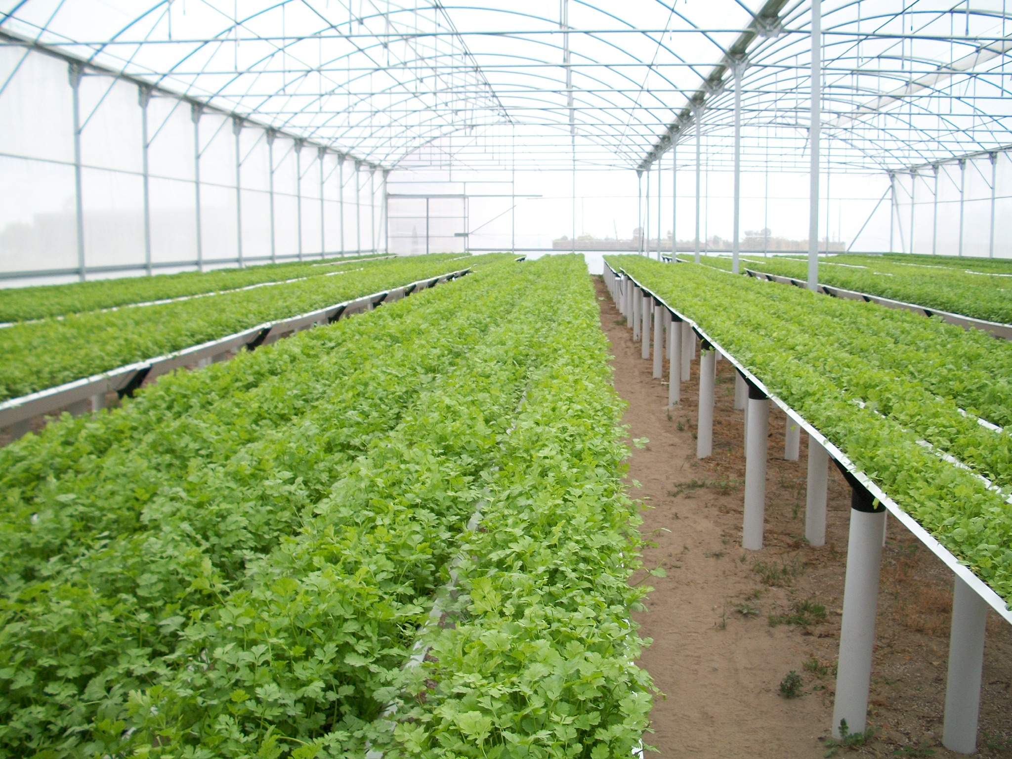 Invernadero de cilantro con sistema en V