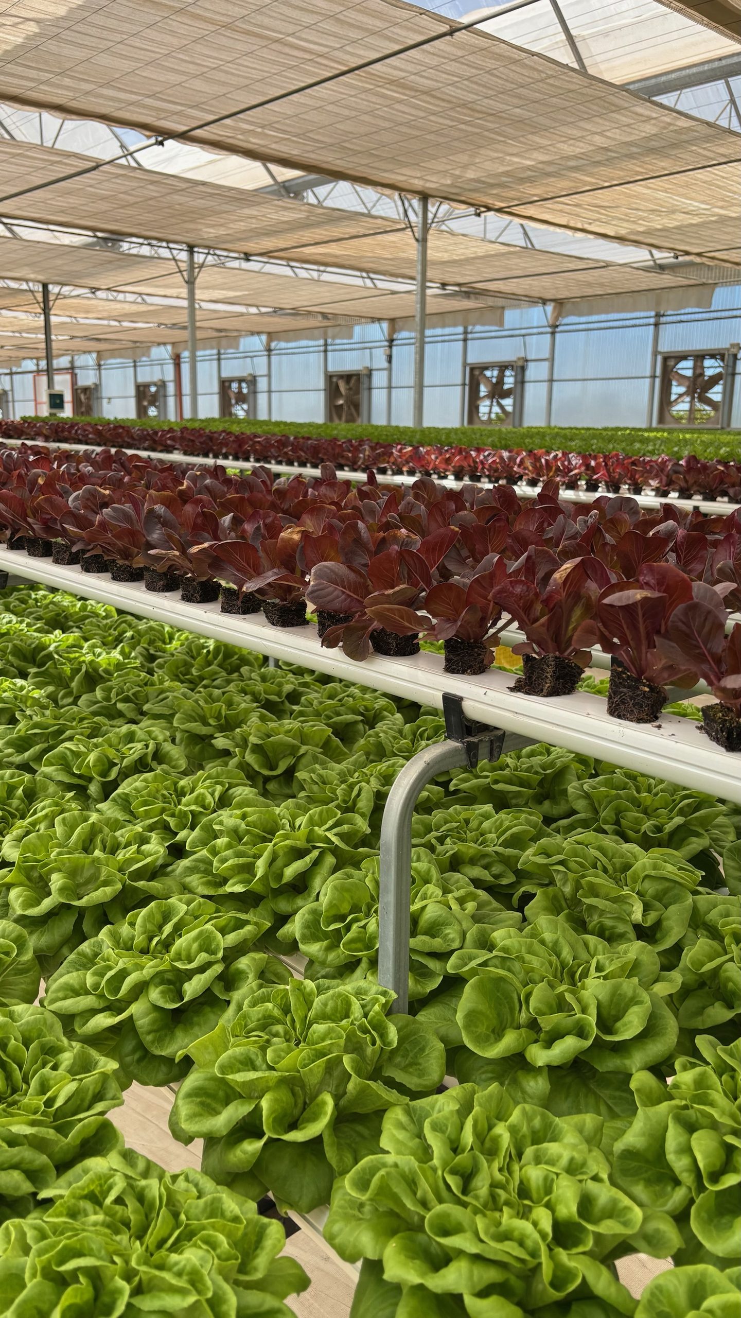 Mesas móviles de cultivo NFT multinivel